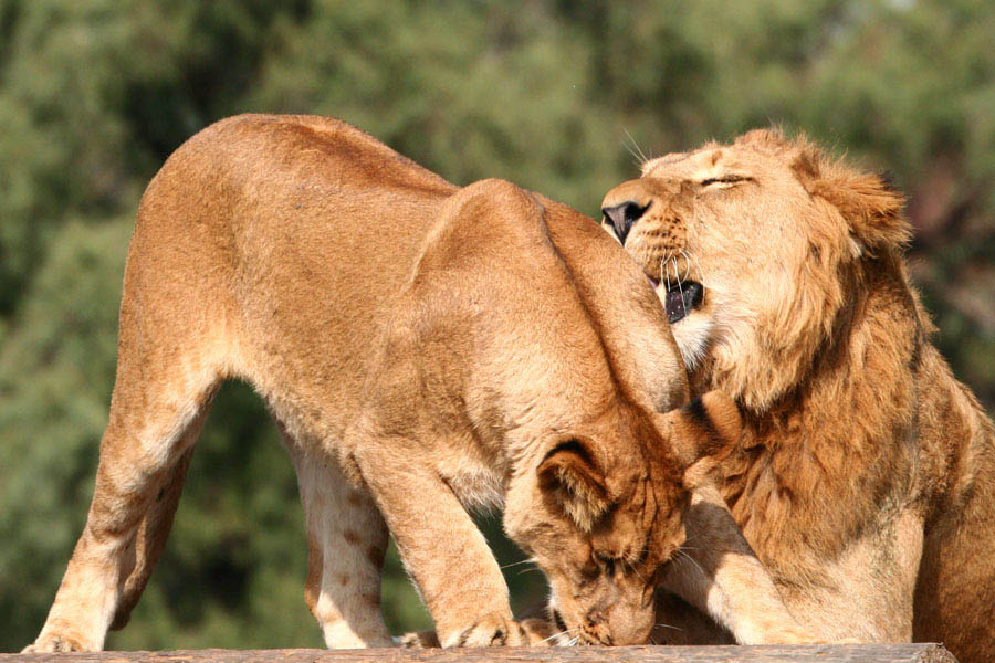 From series Lions games9 Lions Love Games
