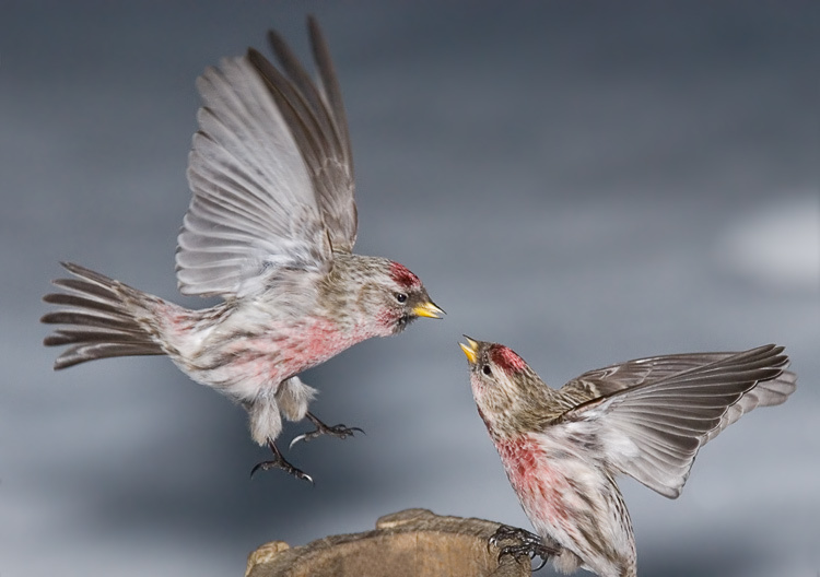 Яркие Чечетка, Redpoll, Acanthis flammea, яркие