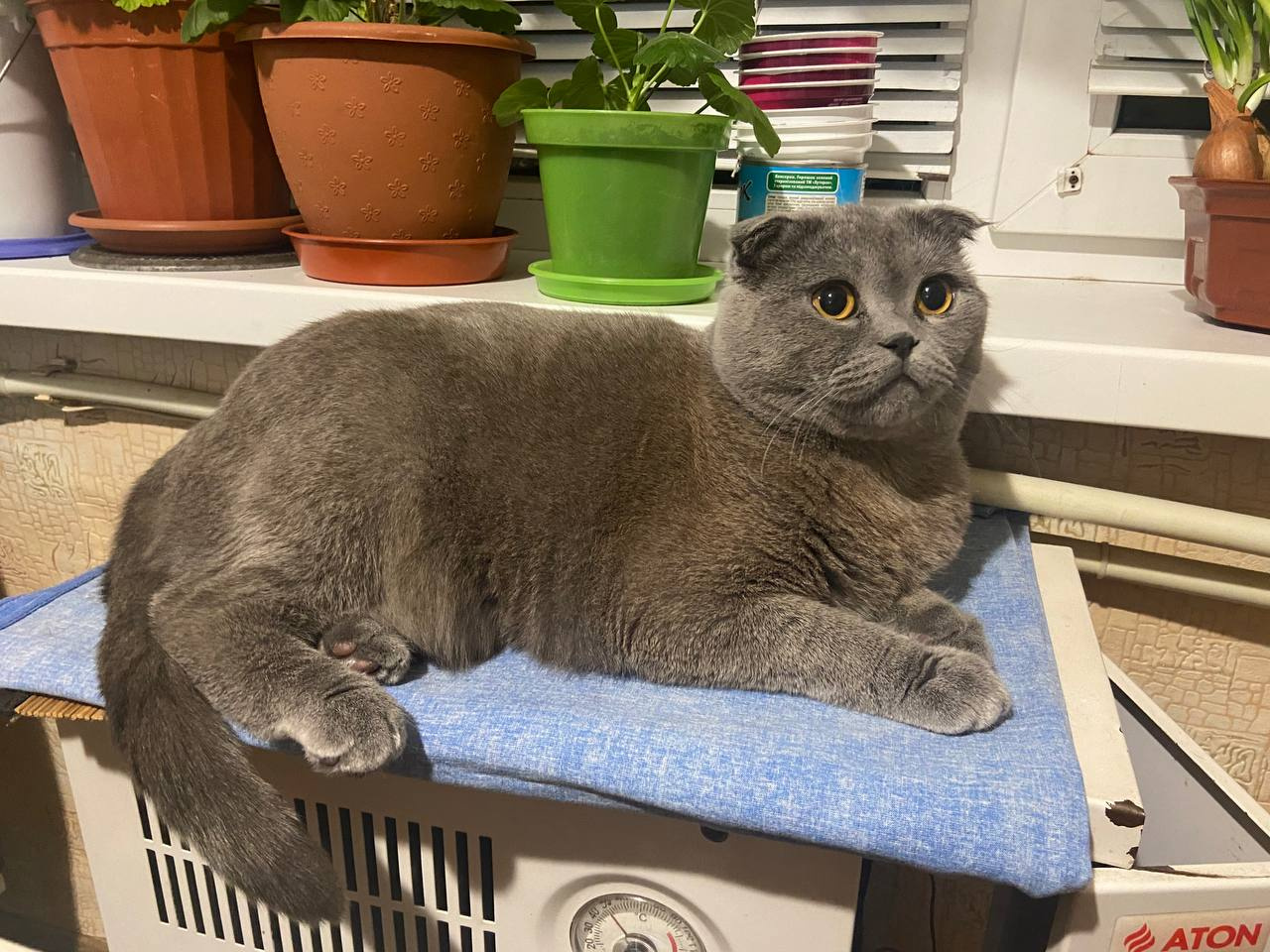 Кот кот животные