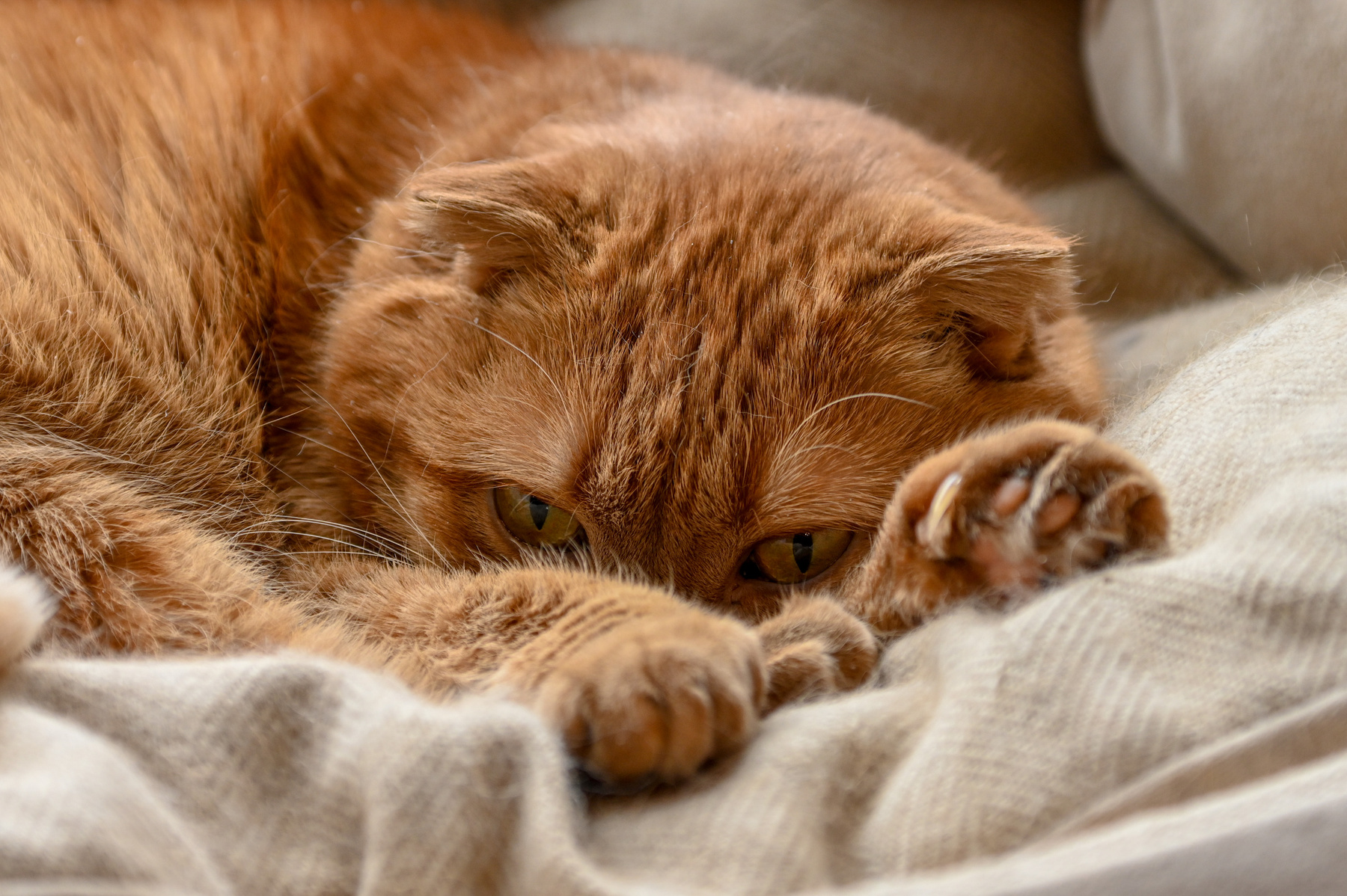 ***Кошачьи миры 
