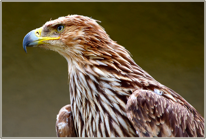 ... гордый профиль ... (Могильник - Aquila Heliaca) могильник Aquila Heliaca парк птиц Воробьи