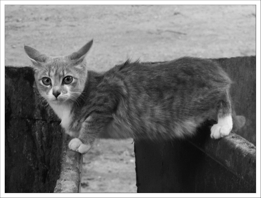 кооот кот