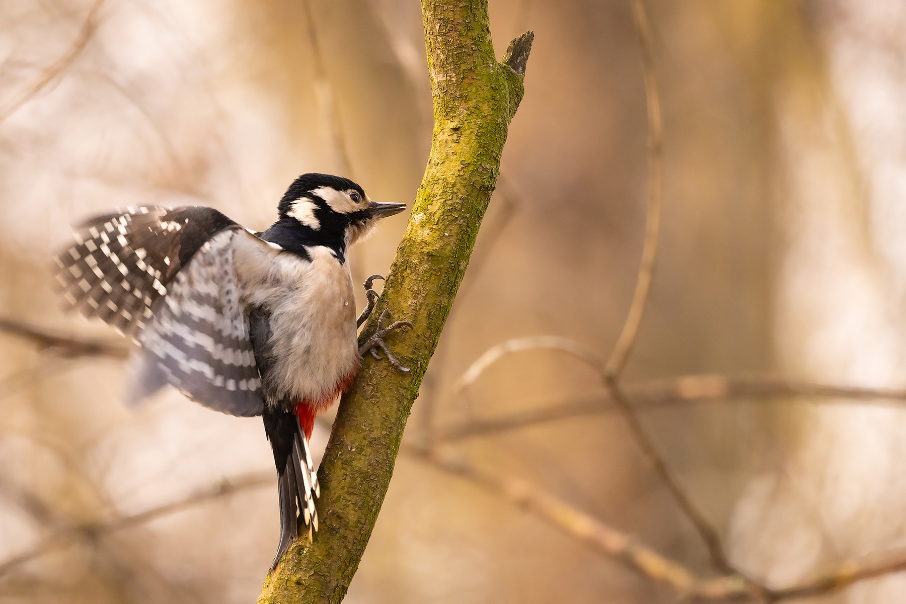 Woodpecker 