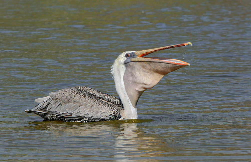 Улыбка сытого пеликана Бурый пеликан, Pelecanus occidentalis, Лагуна Малибу, Brown Pelican, Malibu Lagoon, California