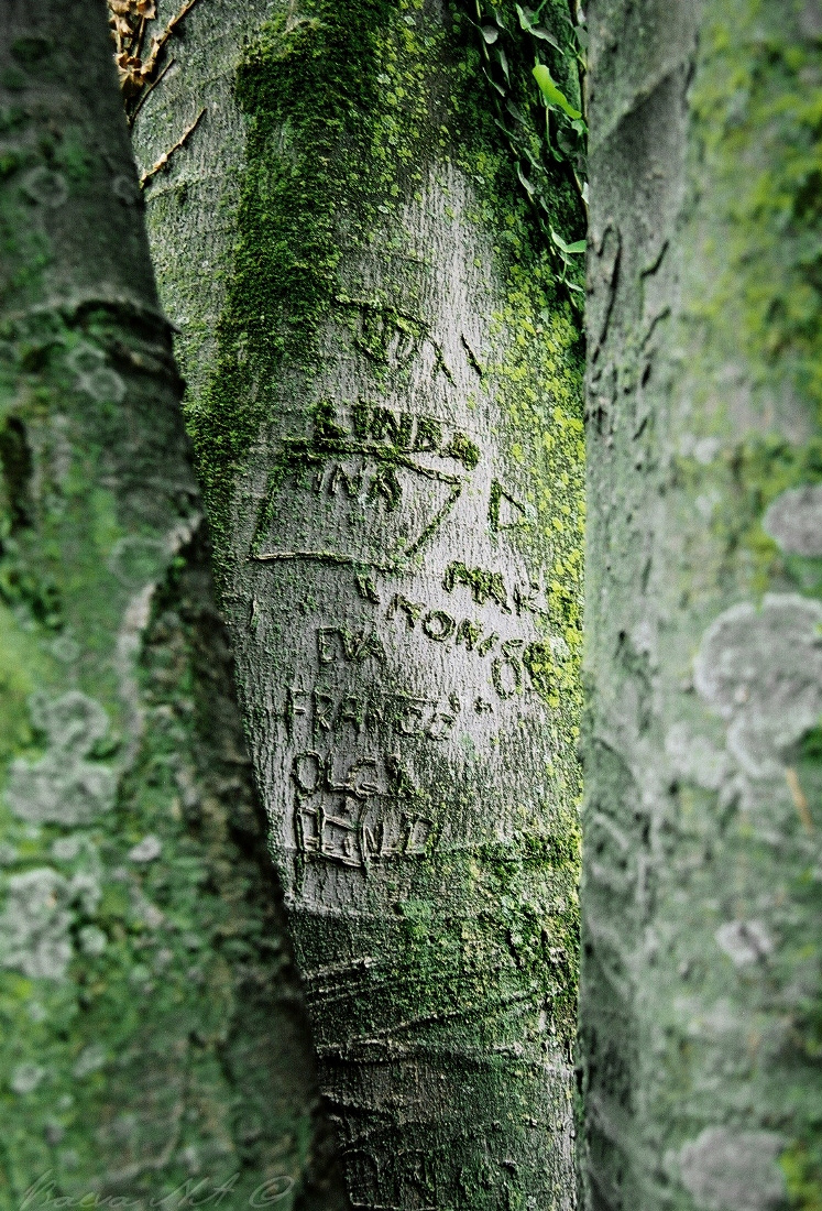 Шрамы шрамы, деревья