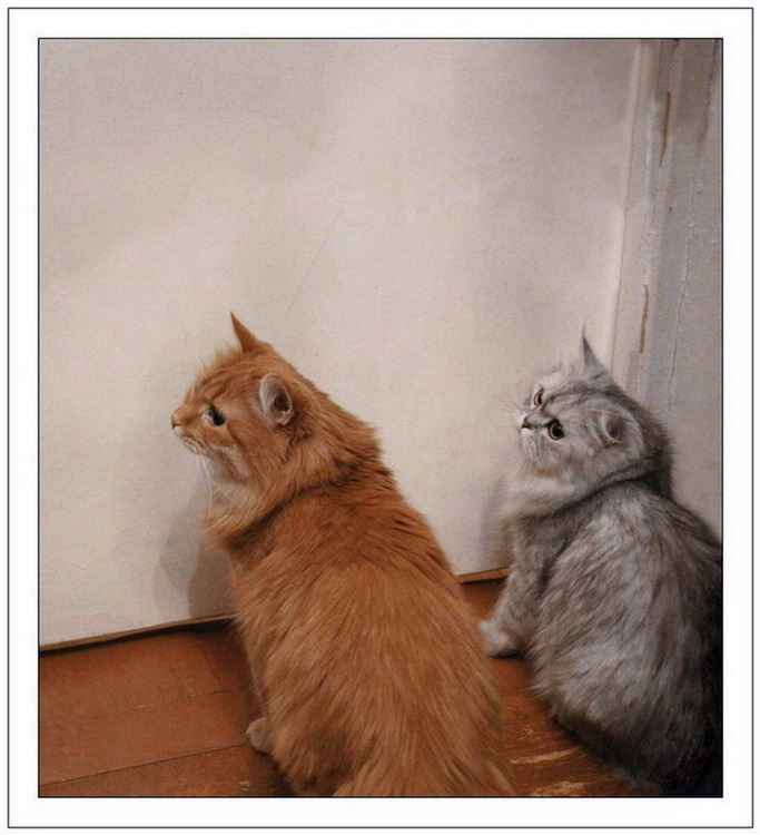 Не пущают.. Кот кошка закрытая дверь взгляд