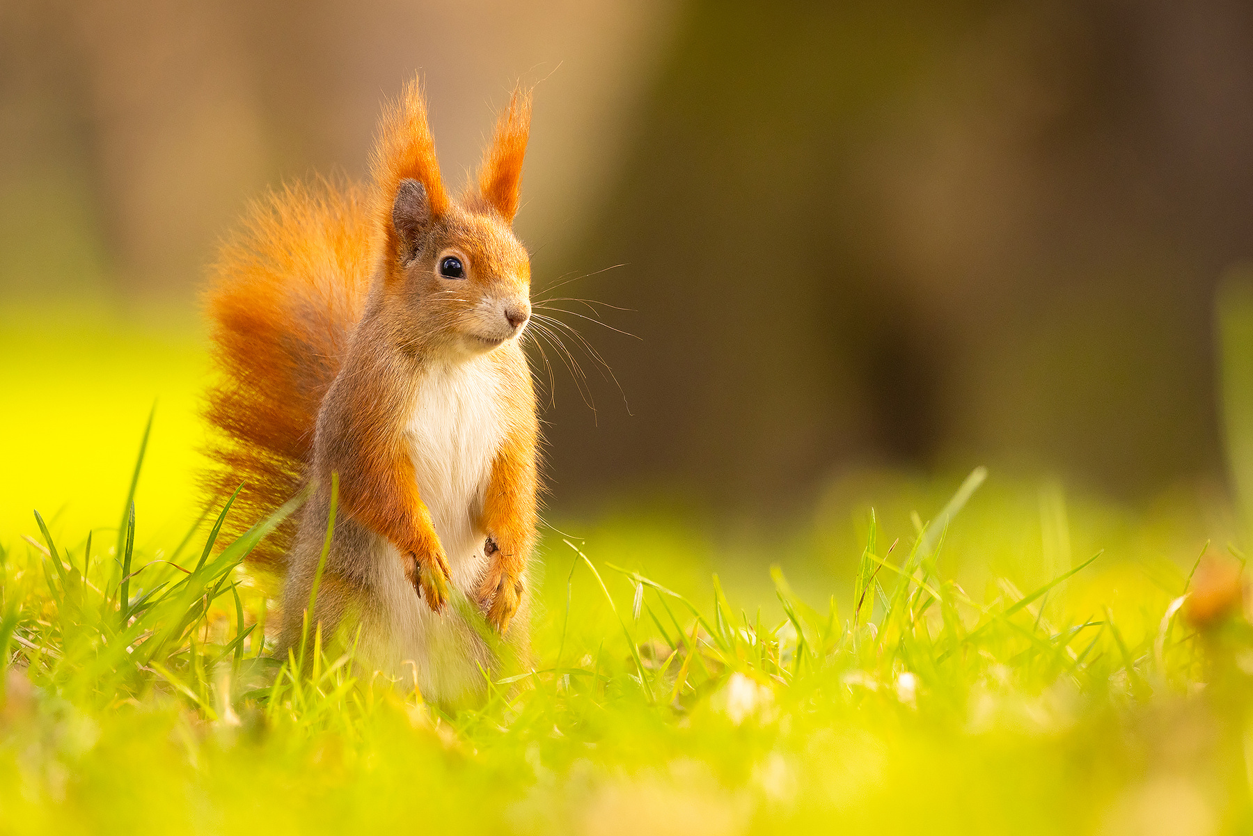 Squirrel 