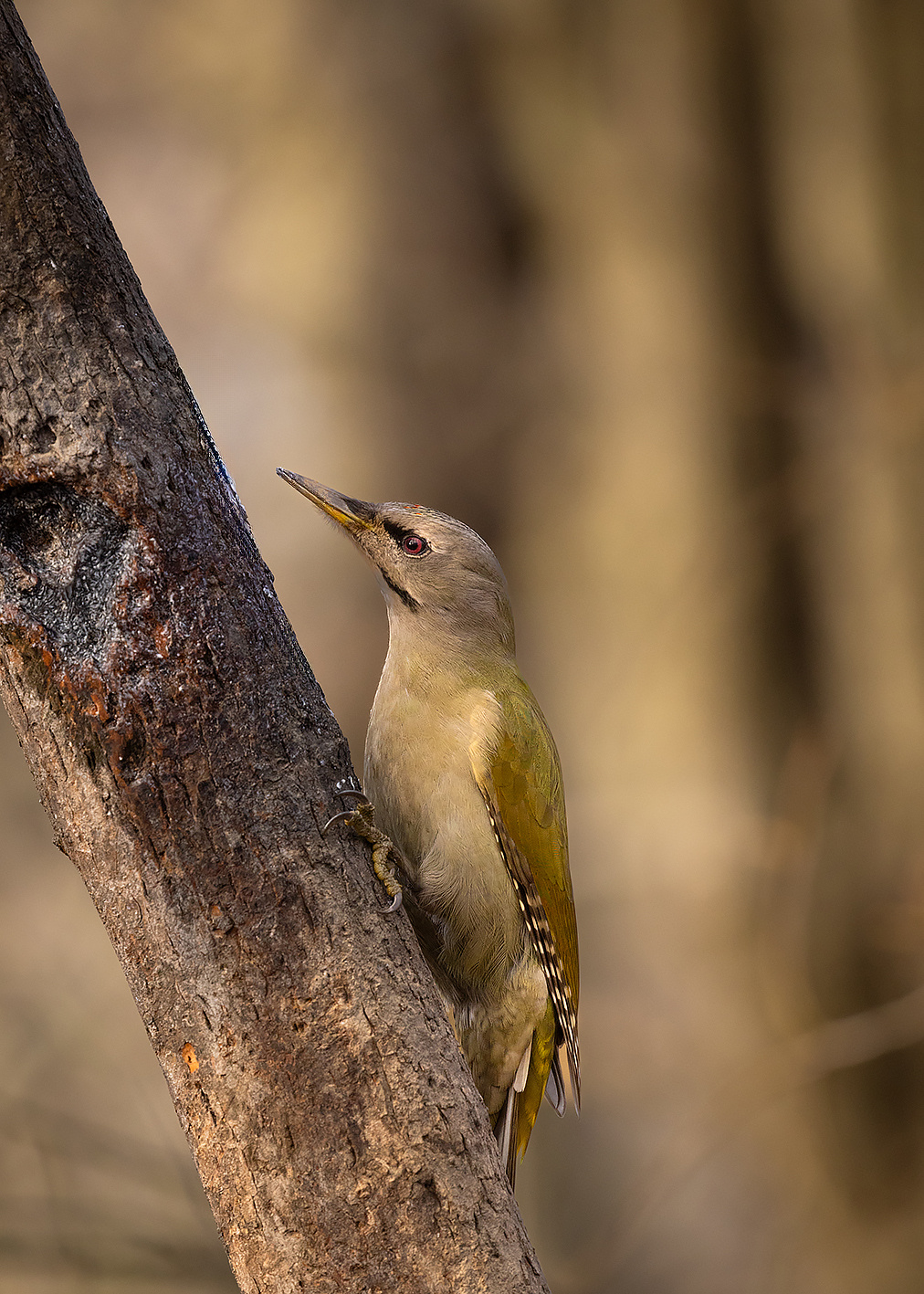 Picus canus) 