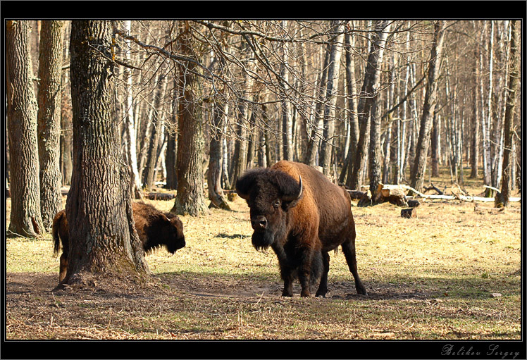 Весна..рога..копыта... 