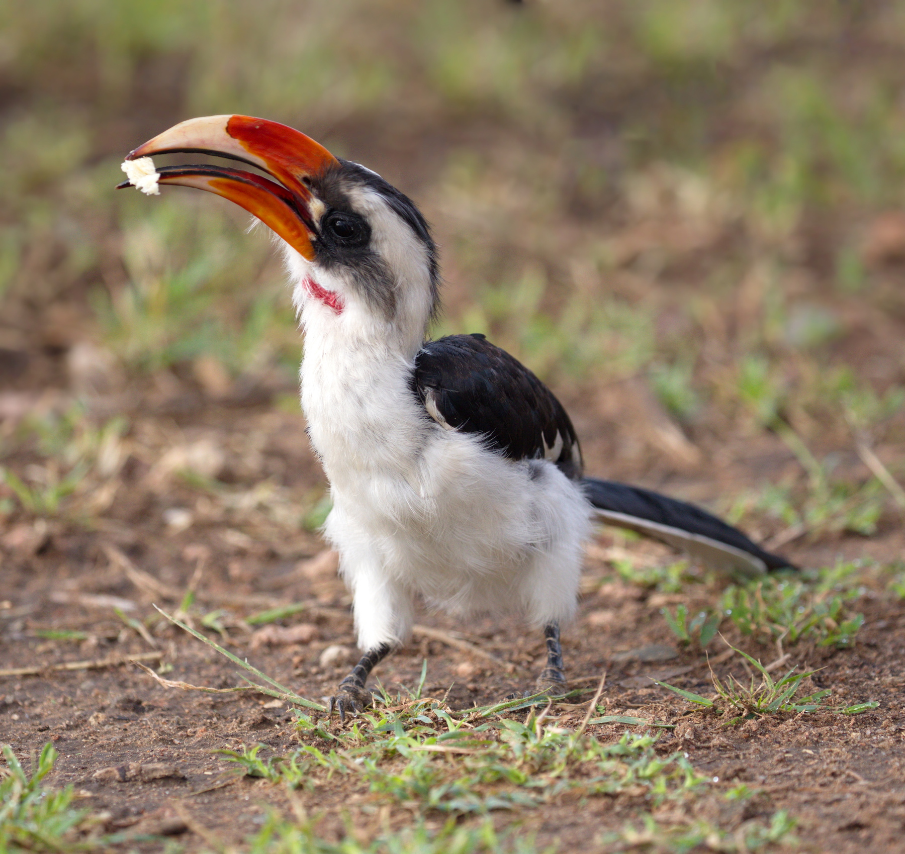 Токо птицы наблюдение Африка Serengeti