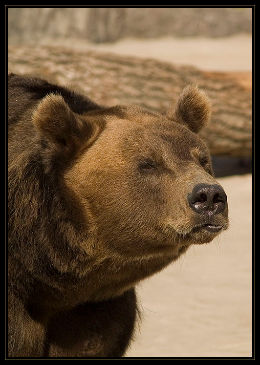 Выраженье медведь, bear