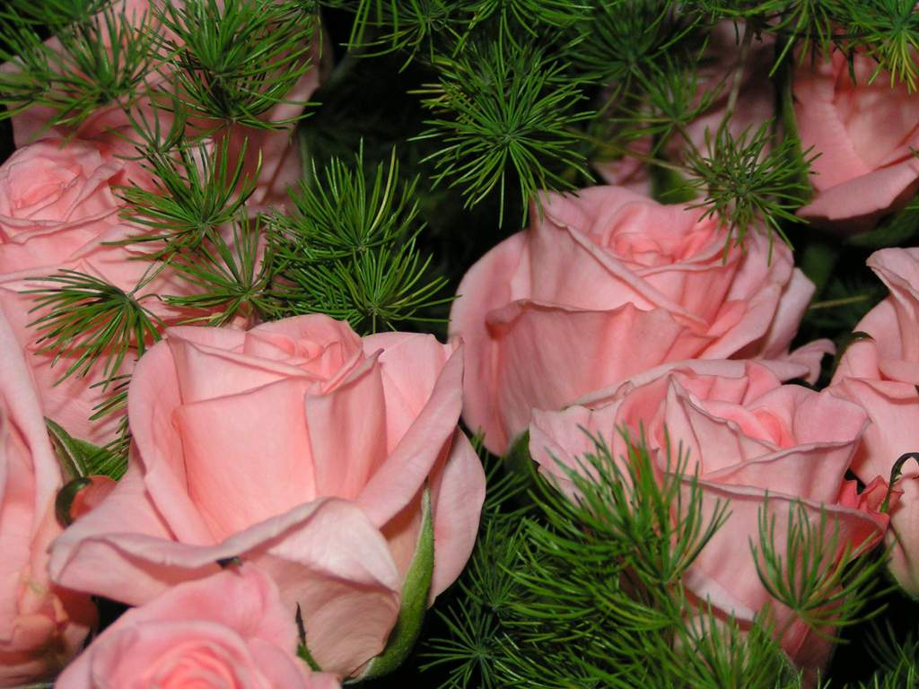 Roses - flowers 