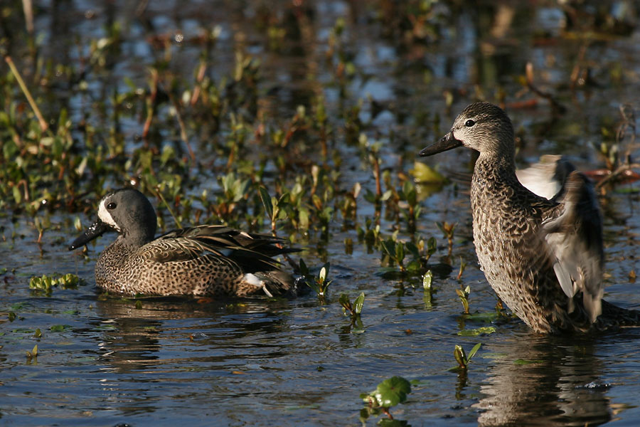 Защитница птицы, чирок синекрылый, blue-winged teal, Texas