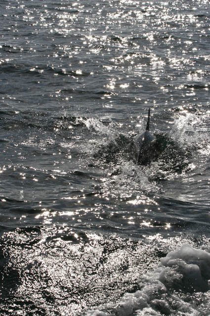 Through the Sunshine дельфин море солнце