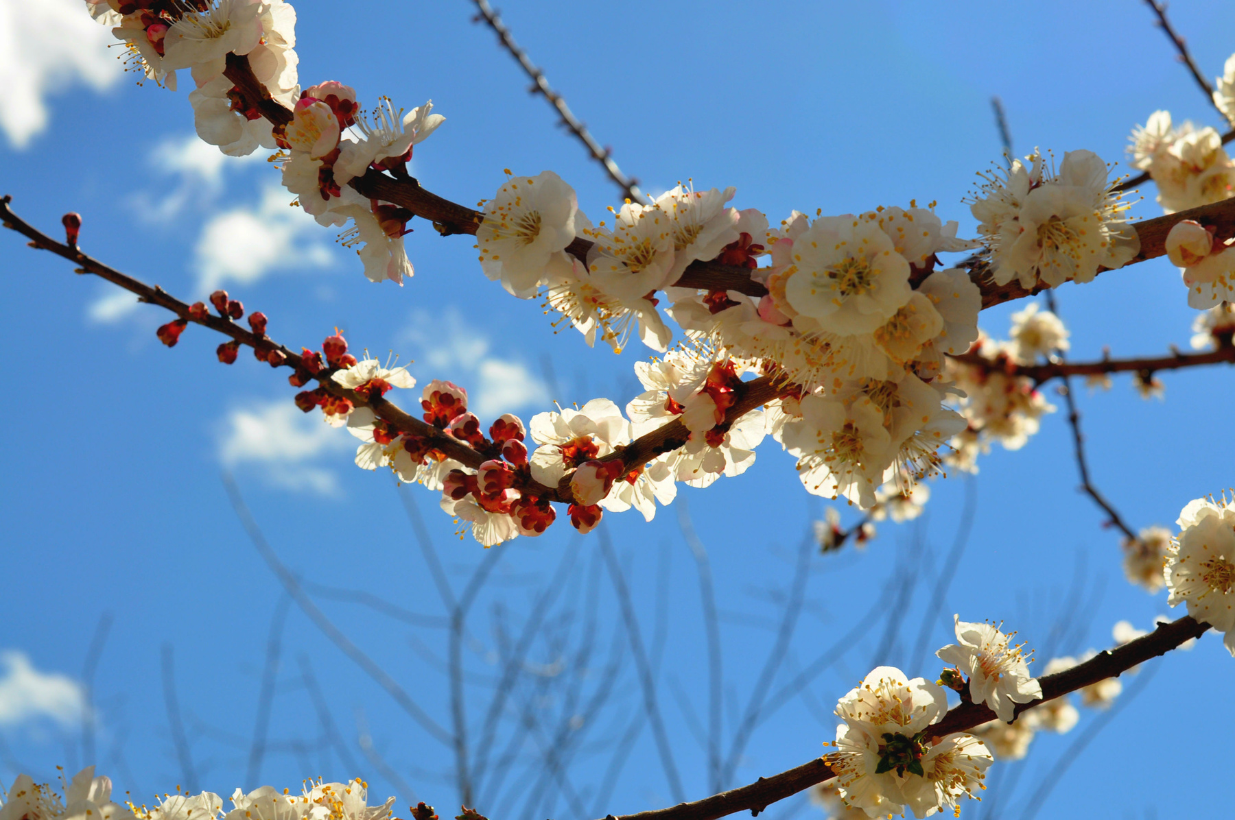 Cherry cherry armenia yerevan