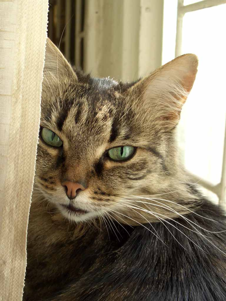 Кошка Машка. Портрет женщины кошка портрет