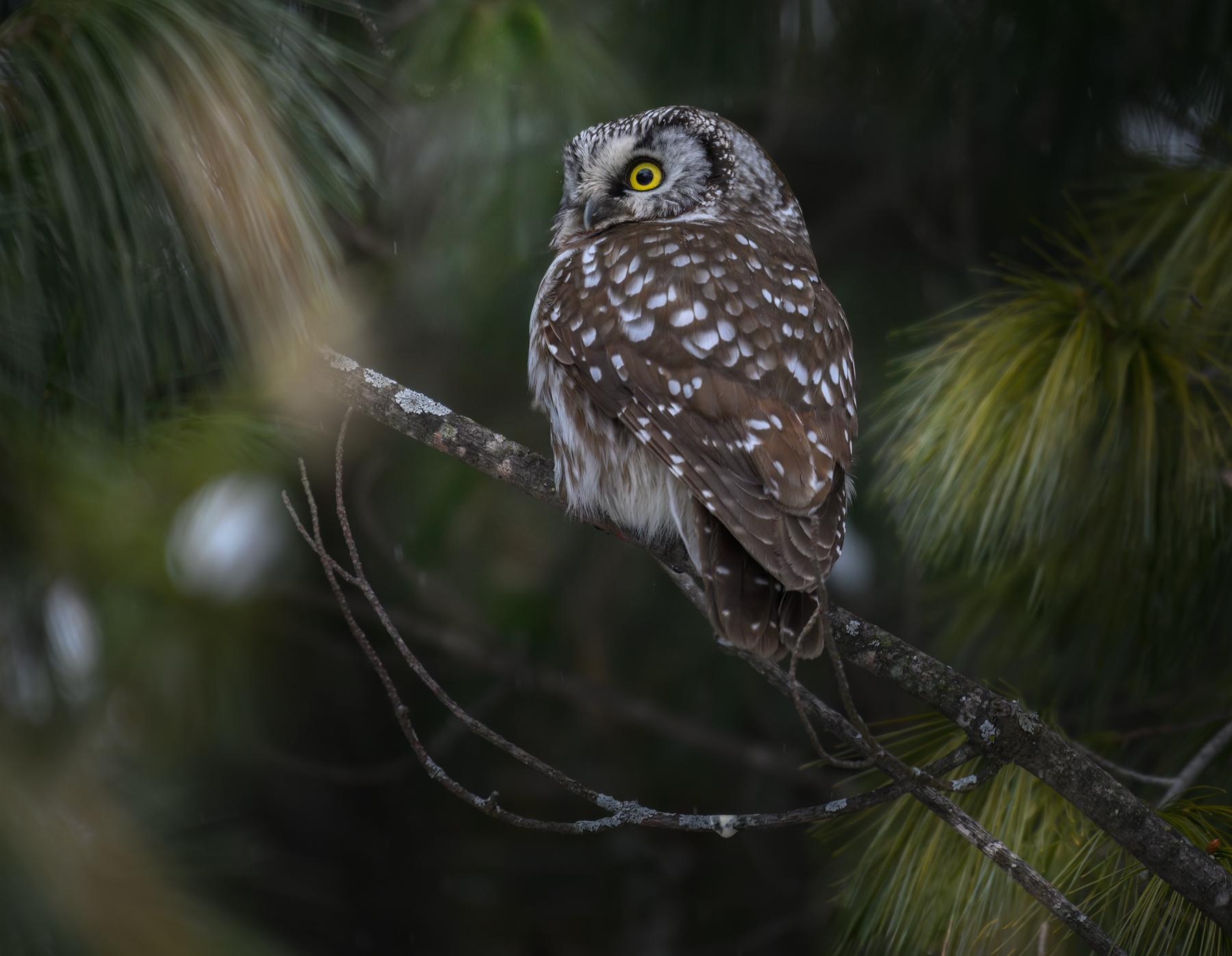 Boreal Owl 