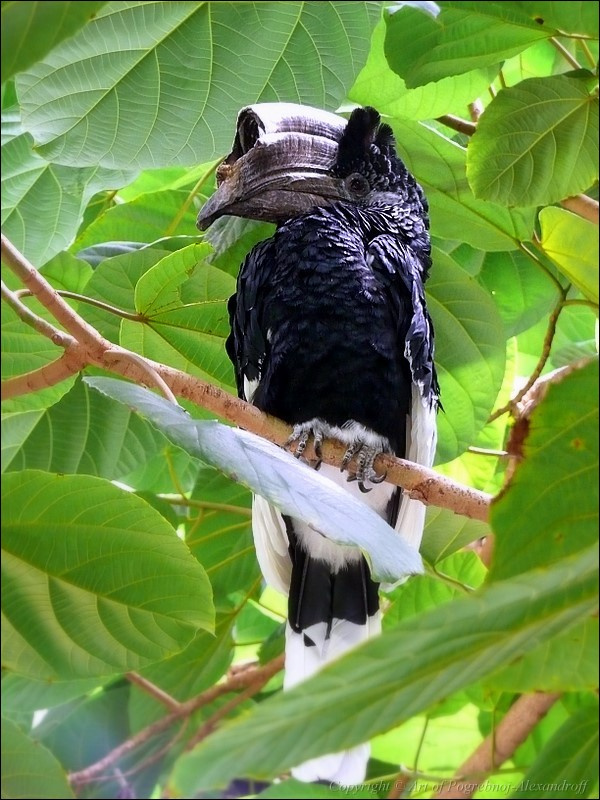Я так дусаю! Black-and-white-casqued Hornbill (Bycanistes subcylindricus) 