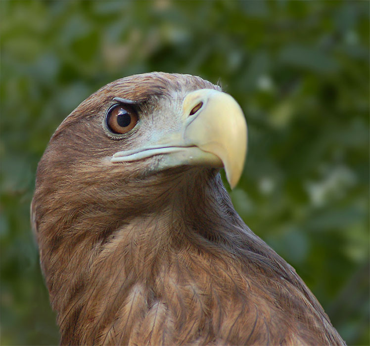Орлан-белохвост орлан белохвост Haliaeetus albicilla Ястребиные