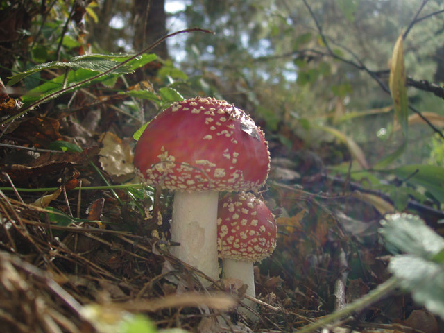 Осень (flyagaric) мухомор лес