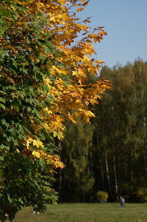 осенний пейзаж осень листья лес
