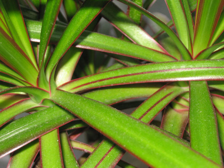 Пальма 