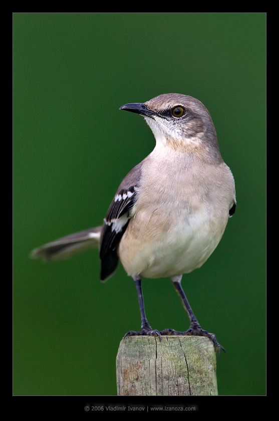 Мистер Мокин североамериканский пересмешник northern mockingbird Florida US