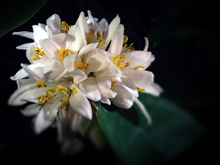 The lemon flowers цветы лимона