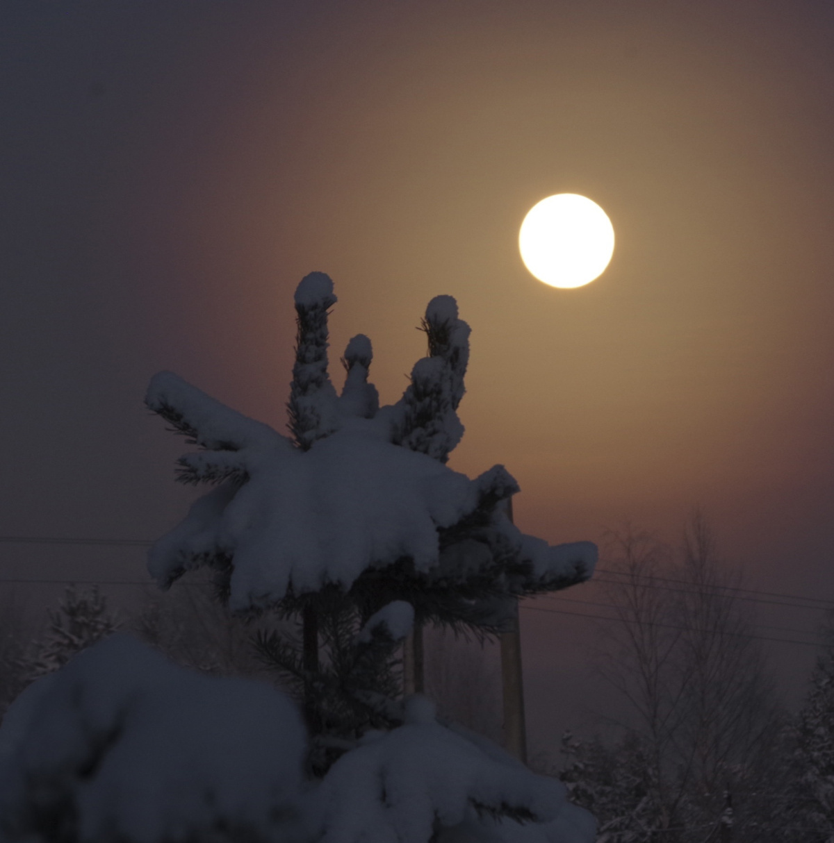 Луна луна сосна снег дымка