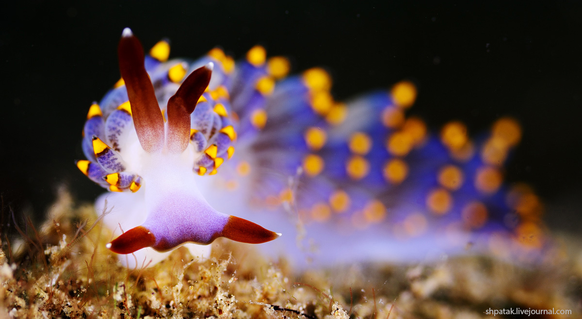 Anilao. Nudy Yamasu's cuthona. 