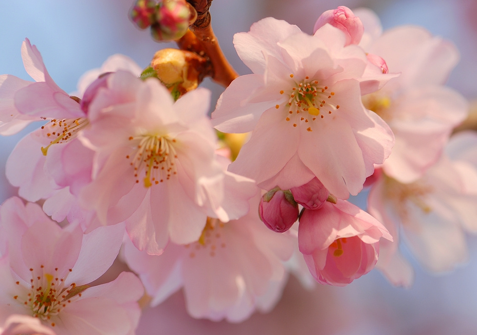 Вечерние кружева весны розовые деревья prunus март цветы кружева