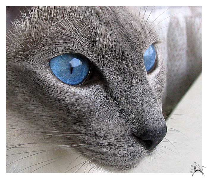Взгляд кошка взгляд ксю