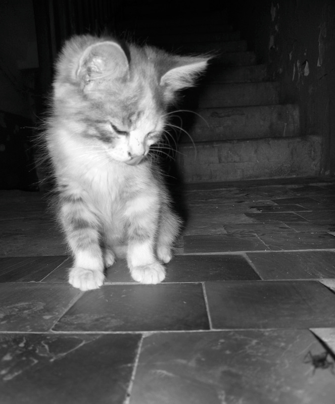 hunter котёнок лестнца охотник
