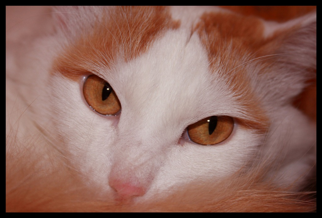 мой котик кот, кошки, животные