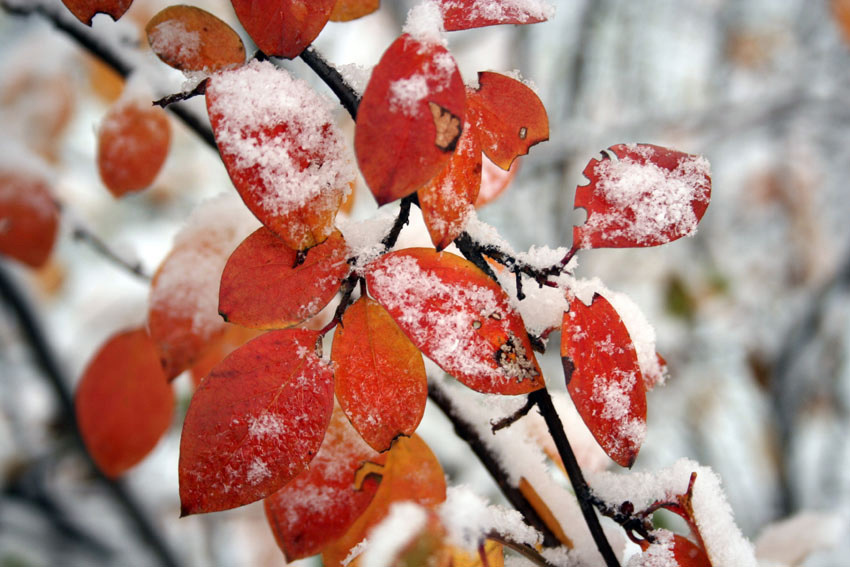 \"Blood on Ice\" 