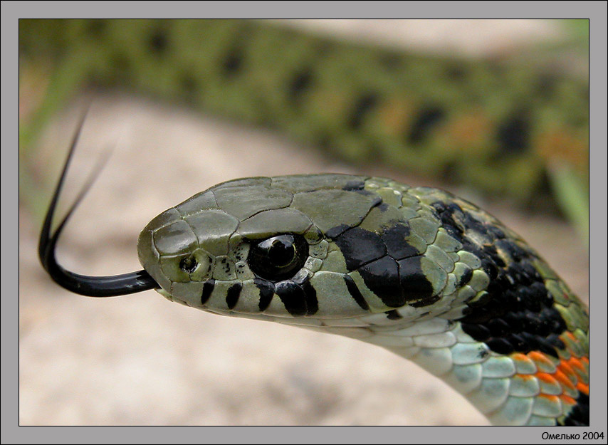 Зеленый змий Тигровый уж Natrix tigrina
