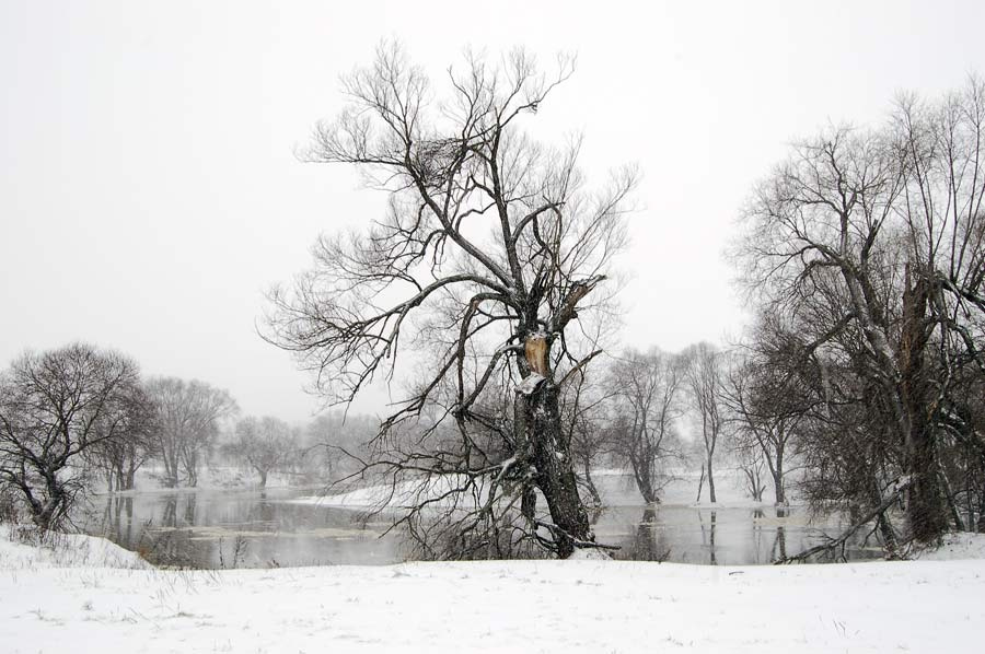 коряга Холод, метель, дерево