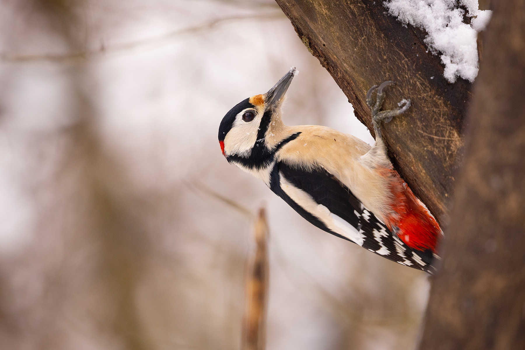 Woodpecker 