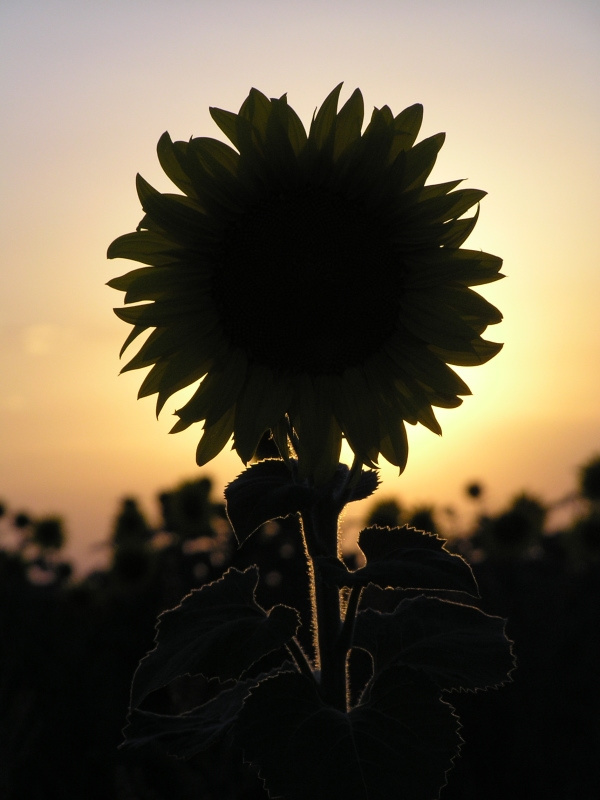 The Son Of Sun цветы природа подсолнух солнце