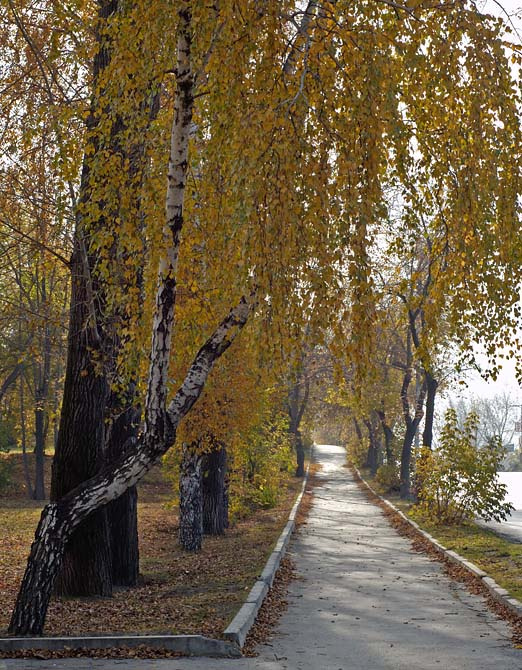 Тропинки городские береза осень желтый дорожка тропинка