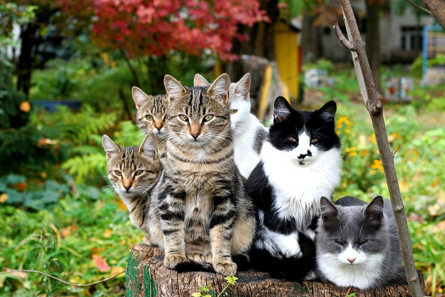 котогрибы))) 