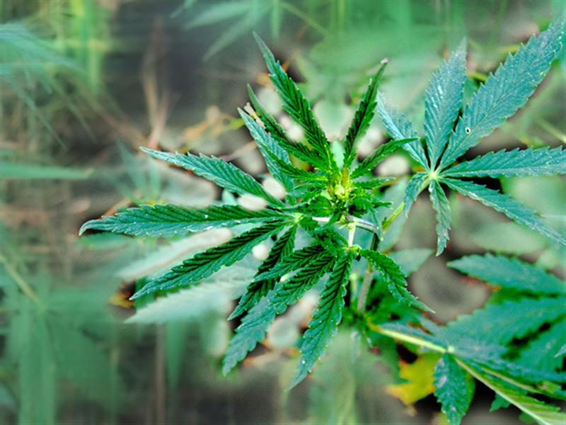 Sweet Leaf 