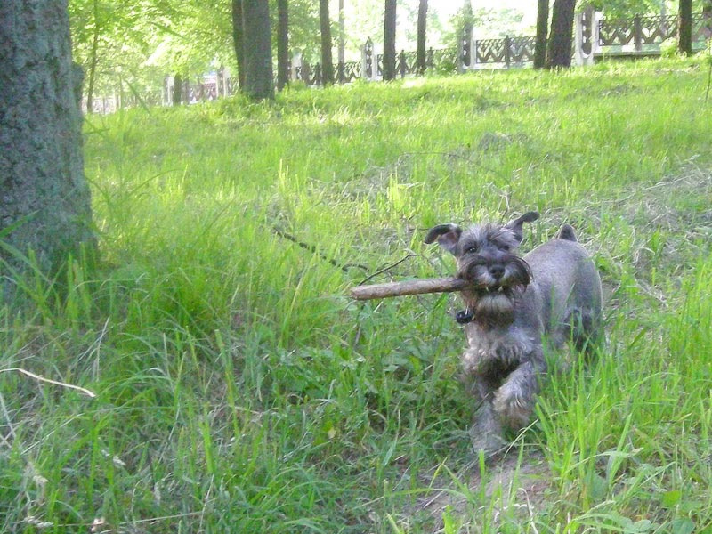 дорогому хозяину даже любимую палку не пожалею... собака цвергшнауцер