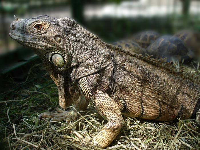 Само спокойствие Ящерица