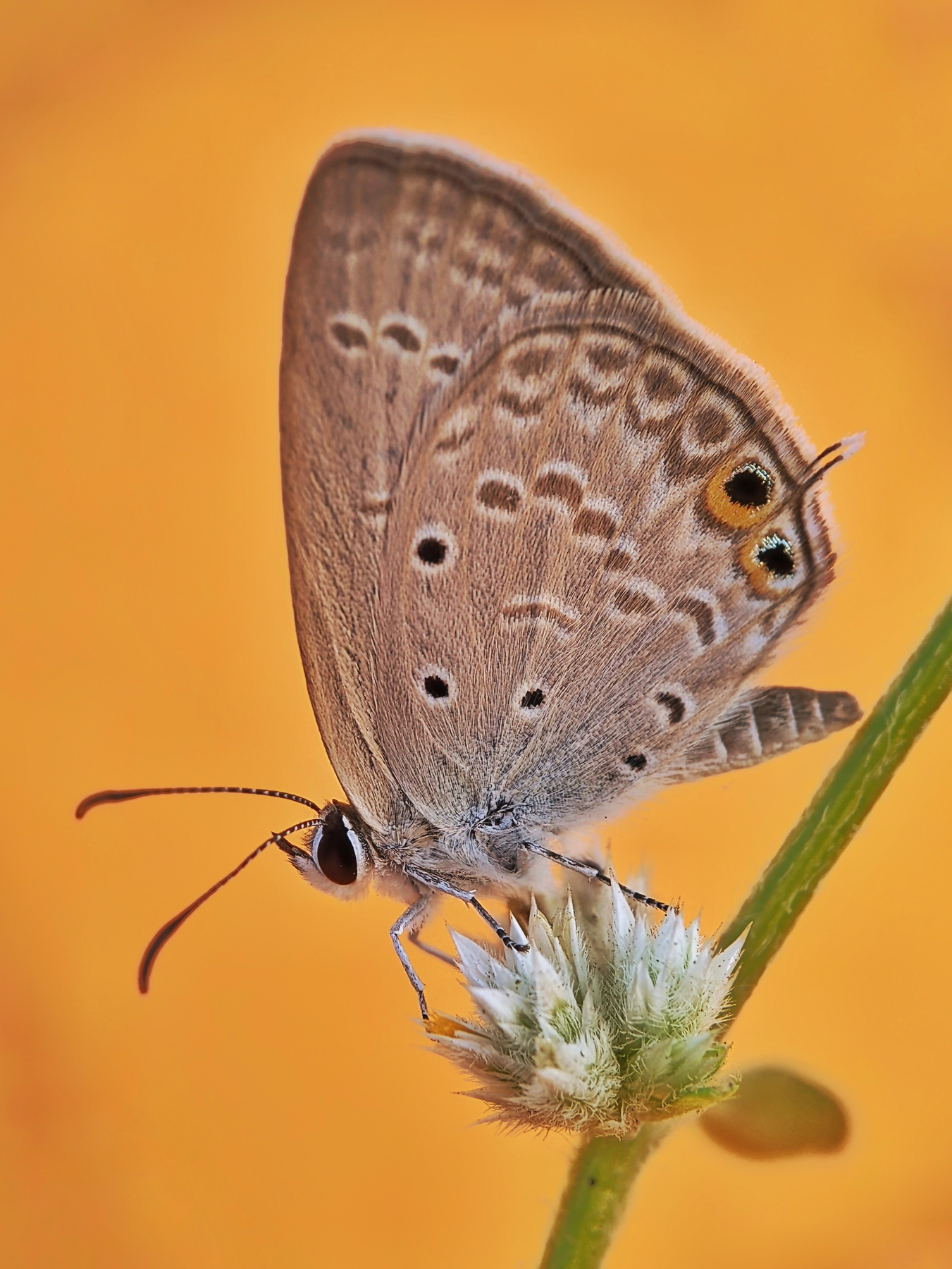 Beautiful butterfly with beautiful background 