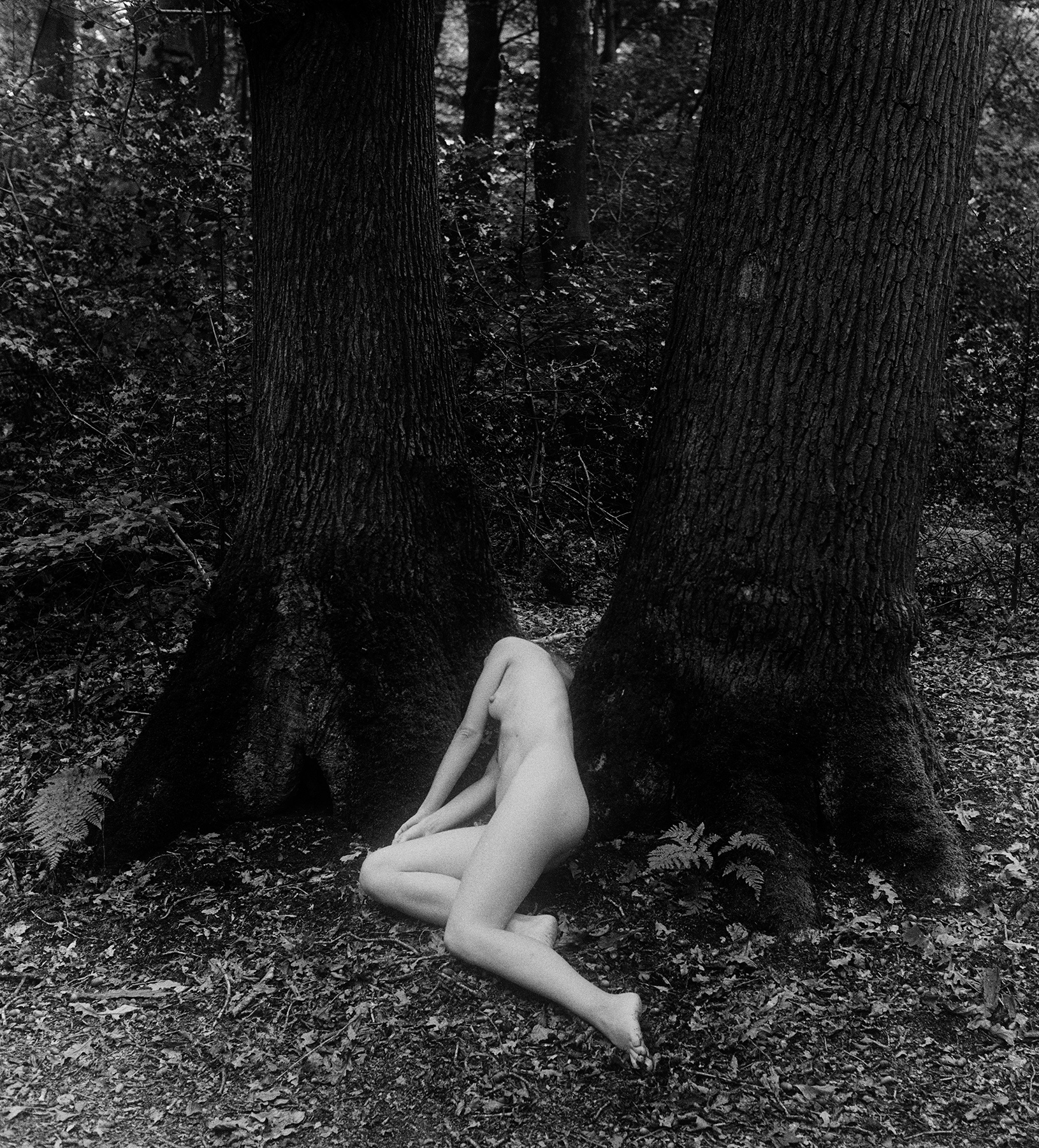 Two trees 