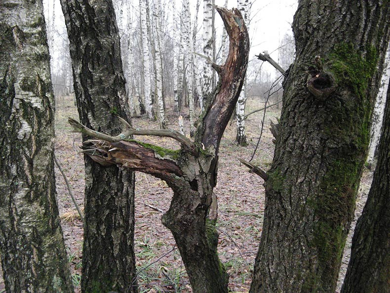 Лесной бог 