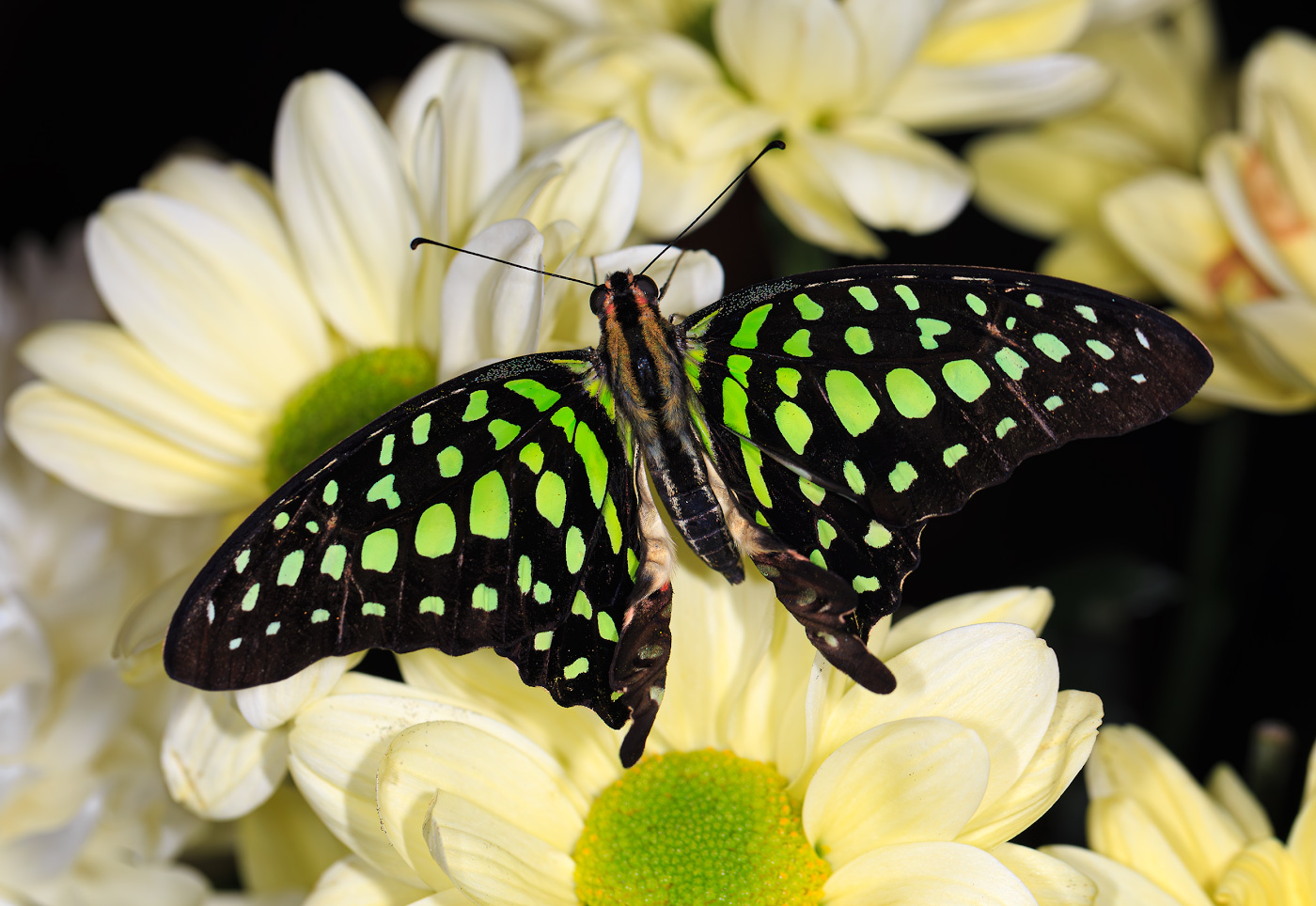 Graphium agamemnon насекомые бабочка парусник тропическая зелёный треугольник