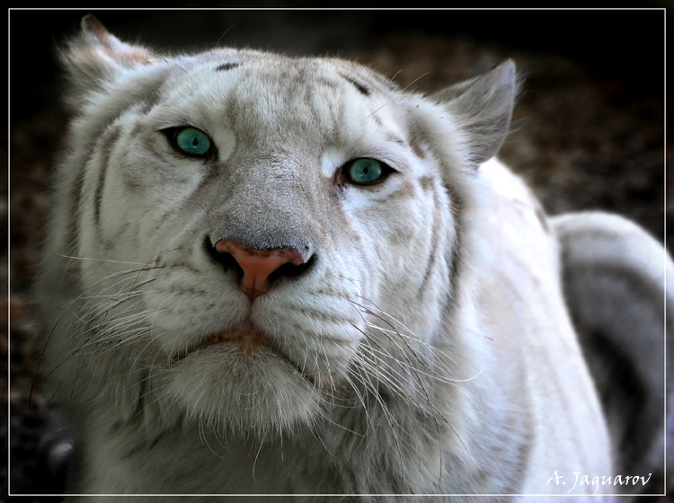 МРРРРР :))) Тигрица Tiger