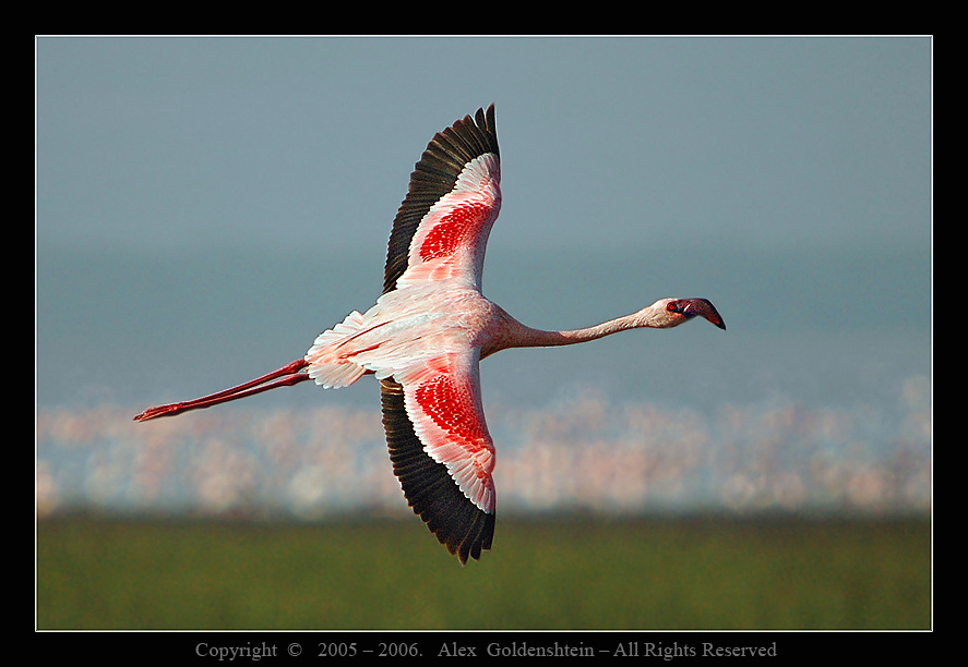 Розовый фламинго (Phoenicopterus roseus). Национальный-парк-озера-Накуру - фламинговый-рай.